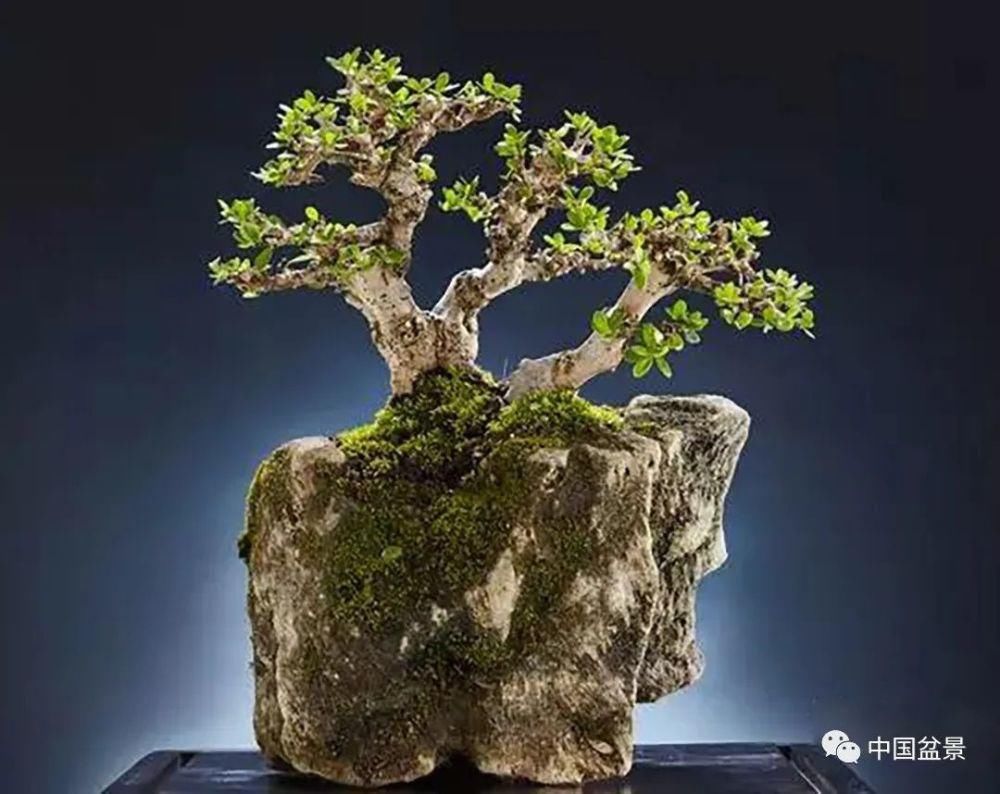 盆景,到底玩什么?