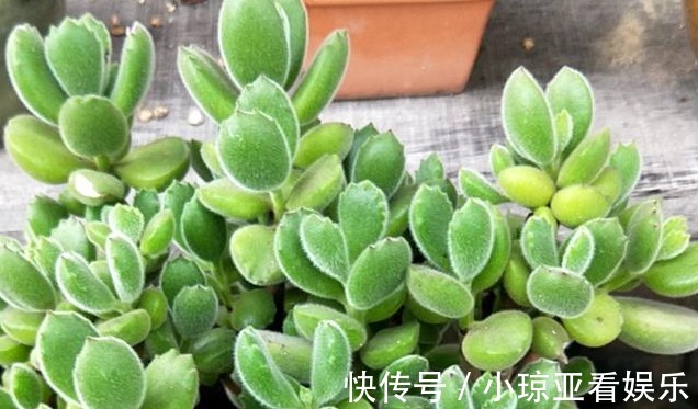 肥厚|养好熊童子不简单，做对以下这四件事，叶片肥厚又饱满