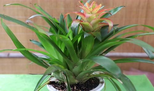 靠养花愉悦自己，盆栽这3款试试，寓意好，漂亮又实用