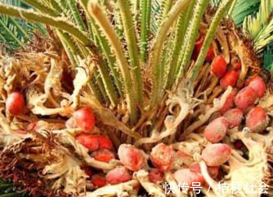 润肺止咳|入冬后,咳嗽不停难受,不妨多吃此果,润肺止咳,胜过止咳药!