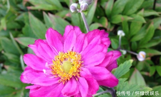 新手|新手养花,就养比太阳花美,比月季好养的花卉!