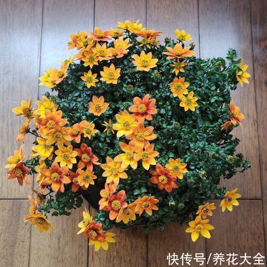 50种花春天播种,长满小院子,能开一整年