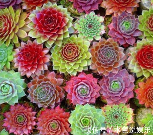 观音莲|丢在石缝中也能生长的多肉盆栽,大半年不管还爆盆,美极