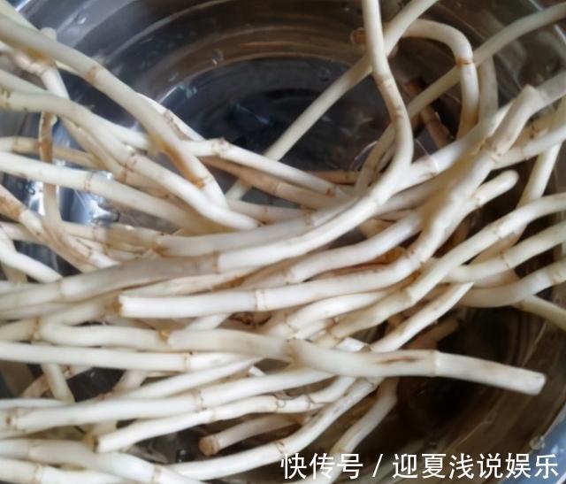 鱼腥草|减肥最该吃的菜，每周吃三次，清肠刮油，高营养高纤维，越吃越瘦