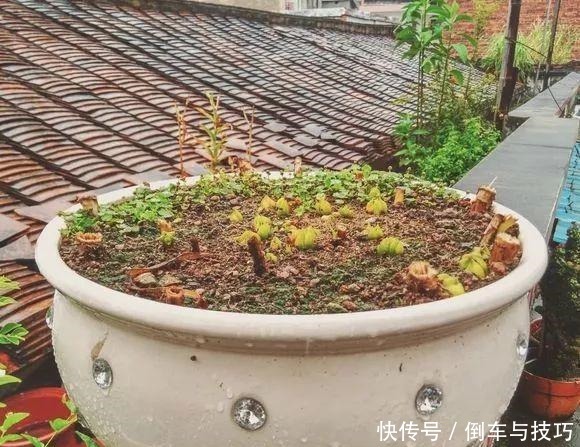 8种花,开完花别急着丢,剪一刀还能继续开!