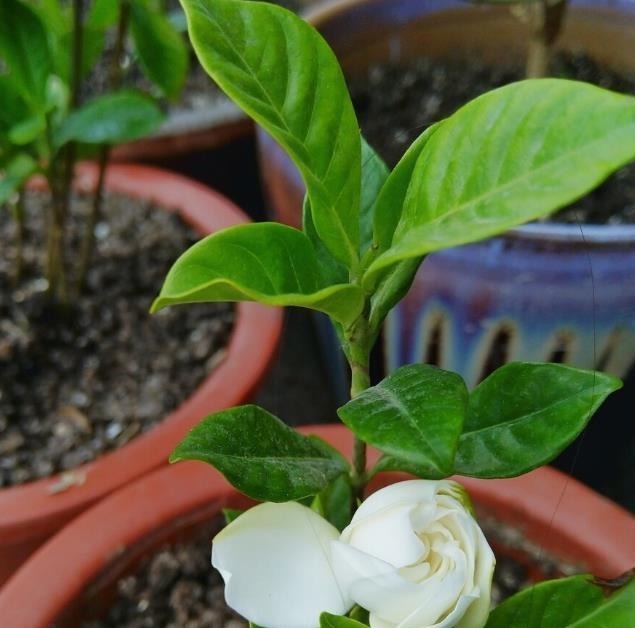 懂花的人,都爱养这5种花,漂亮好养易爆盆,寓意好还养人