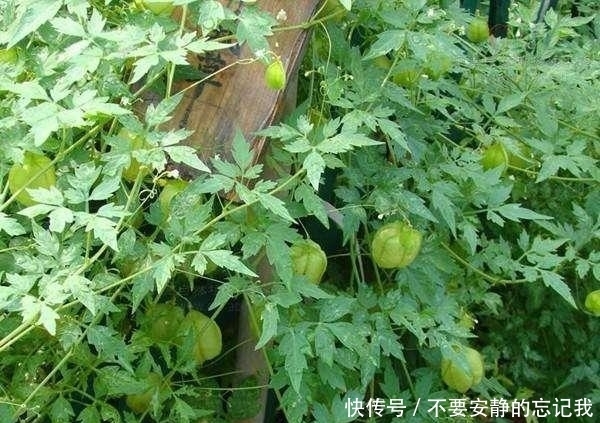 农村这种野草,像元宵节的灯笼,煮水洗澡治水疱