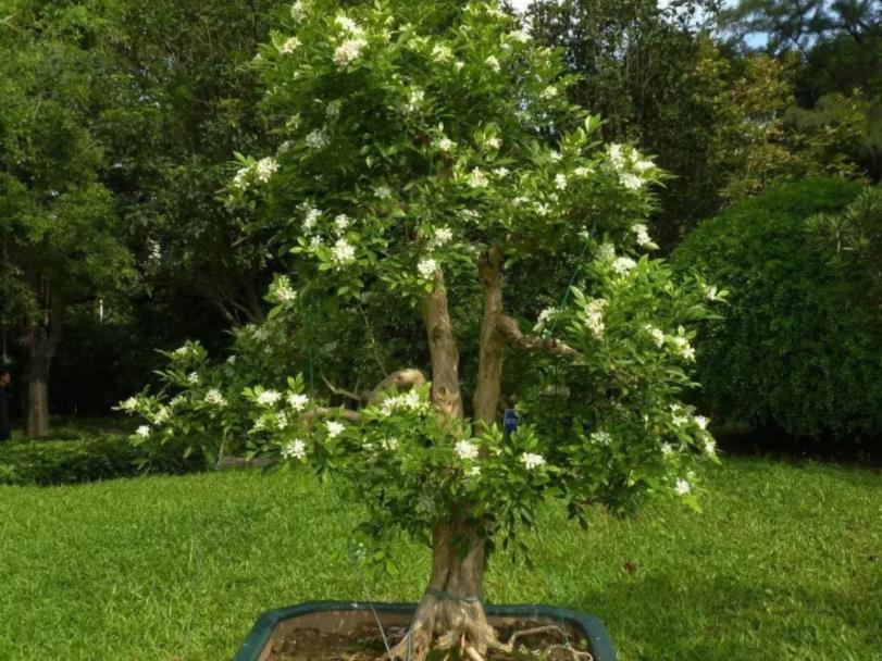 光照|此花是天然盆景,主干质朴大气,枝叶造型独特,自带扑鼻的香气