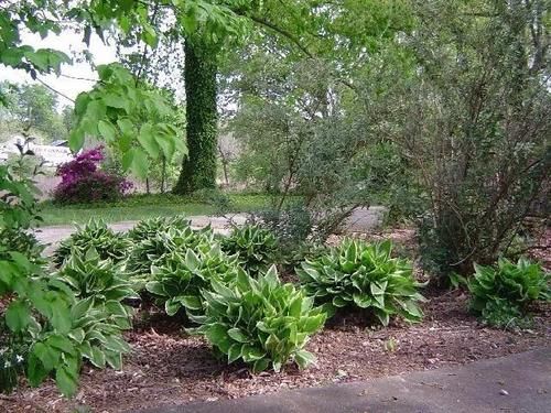 在阴凉处适合养的几种植物,养花盆里和养树荫下有啥区别?