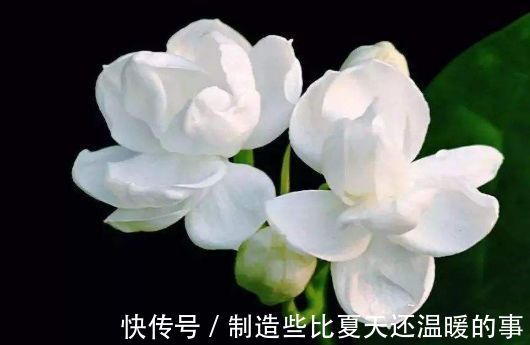 家里养花,花大色艳能爆盆,好养易活真漂亮,家里养出小花园