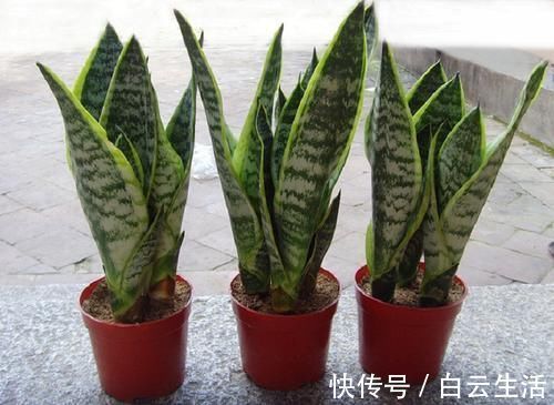 冬天在家养这5种花,“空气”更干净,雾霾天也不怕