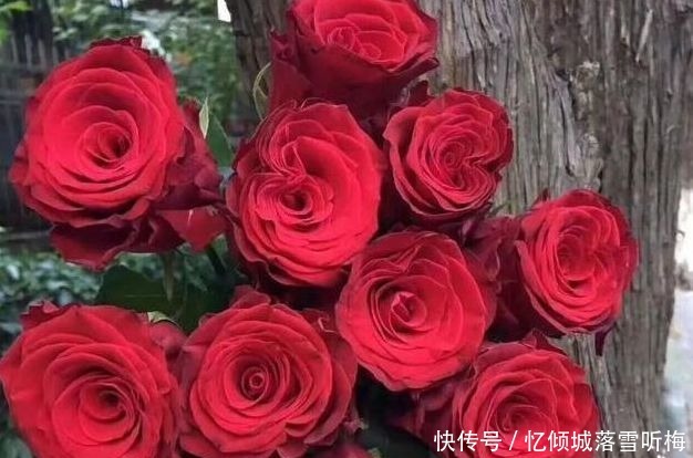 舞春花|喜欢菊花，就养盆“玫瑰精品”罗德斯，花开如丝绒般，高端艳丽