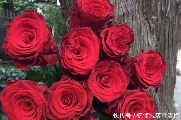 舞春花|喜欢菊花,就养盆“玫瑰精品”罗德斯,花开如丝绒般,高端艳丽