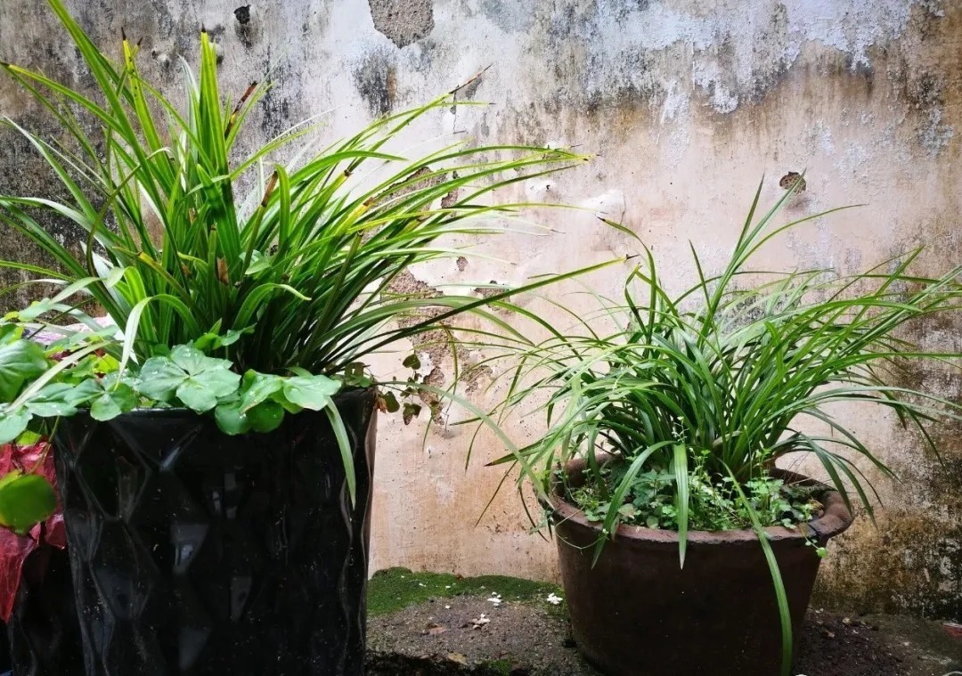 蕙兰|春兰、蕙兰这样种植,4年不翻盆,也从没发现烂根