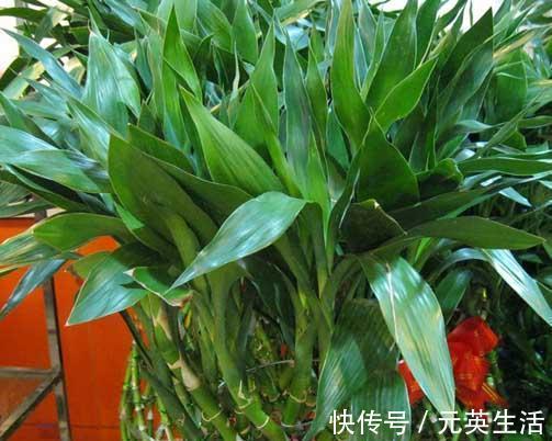 “有灵气”的2种花，寓意“花开富贵”，养1盆，福气越来越旺！