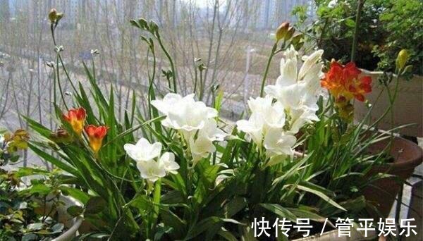 花儿|好养、好美的“4种花”,种下就活,连年开花,能养一辈子