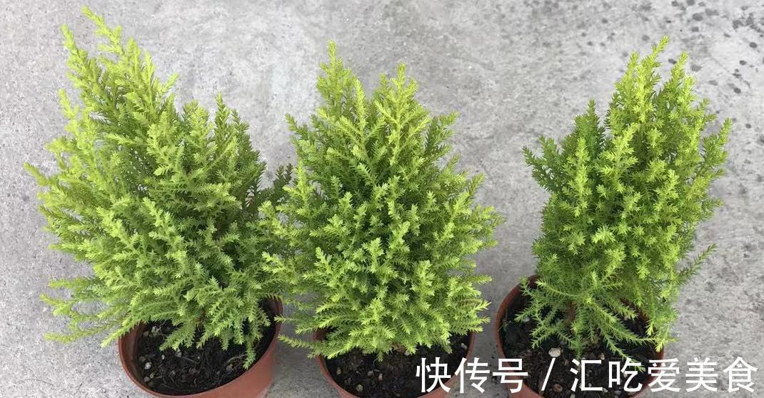 家庭盆栽绿植选小香松,香味清新迷人,种植方法简单