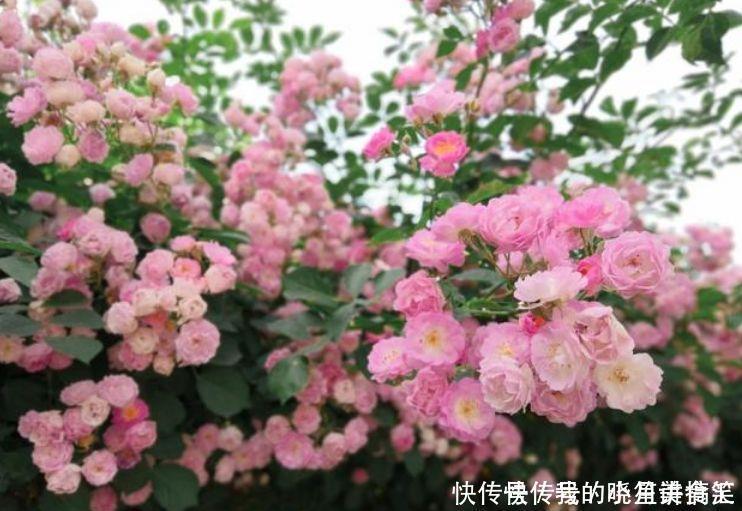 漂亮|几款艳丽的花卉,漂亮又好闻,花开爆盆美如花,枝头窜满花苞,美