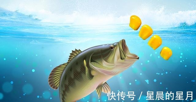 野钓鲫鱼和鲤鱼等淡水鱼如何用麦谷做窝料野钓窝料的制作要点!