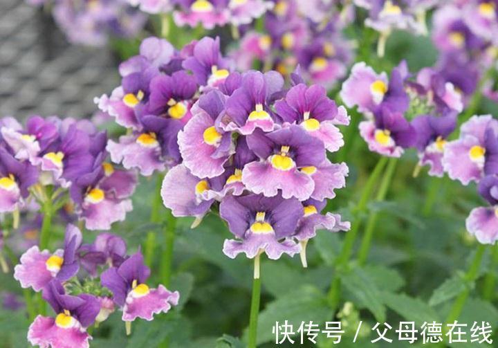 养花试试这几款,花朵灿烂美丽,优雅多彩