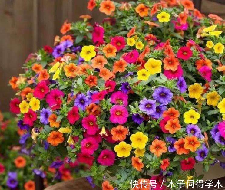家里养此款花卉,便宜又好养,阳台开花变温馨小花园