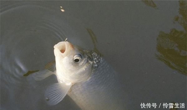 截口|钓不同的鱼,用不同的浮漂,浮漂如何选用?看看老钓友怎么说