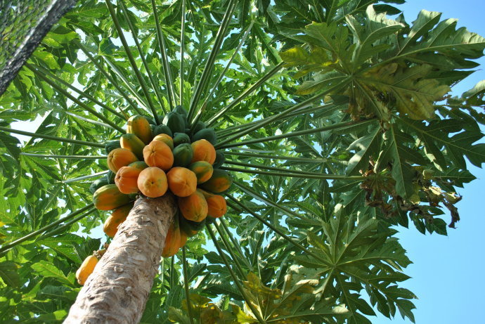 女性|女性多吃四种排毒食物,延缓衰老,越吃子宫越干净