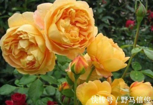 4条养花“谚语”，专治养花杀手，看懂了何愁花不旺？