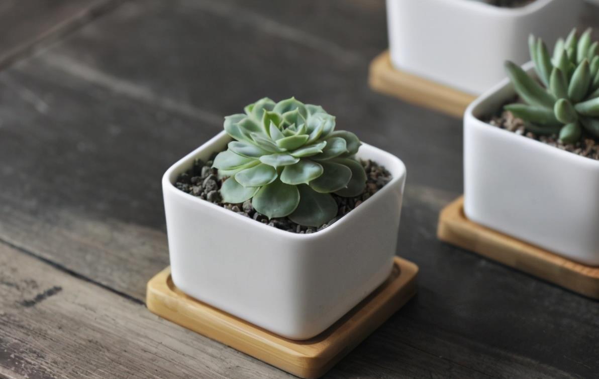 多肉植物|养多肉每次浇水花盆都漏土,教你4个防漏土的方法,简单又好用