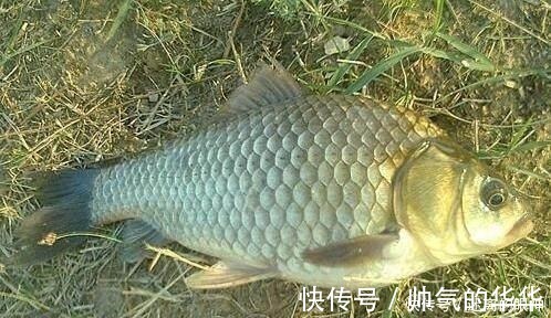 春天来了,大鲫鱼喜欢藏在这些位置,这些地方下竿一钓一个准!