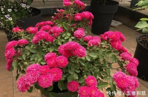 此花漂亮若牡丹，香味清新，四季开花，是阳台盆栽佳品