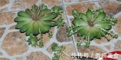 为何别人的肉肉轻松就爆盆,原来他们种了这种会生“宝宝”的多肉