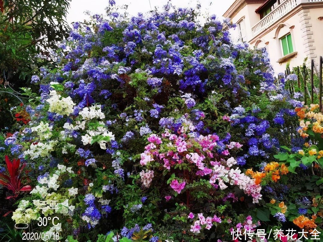 抗病、不招虫的天竺葵，屋里养一盆，开花一茬接一茬