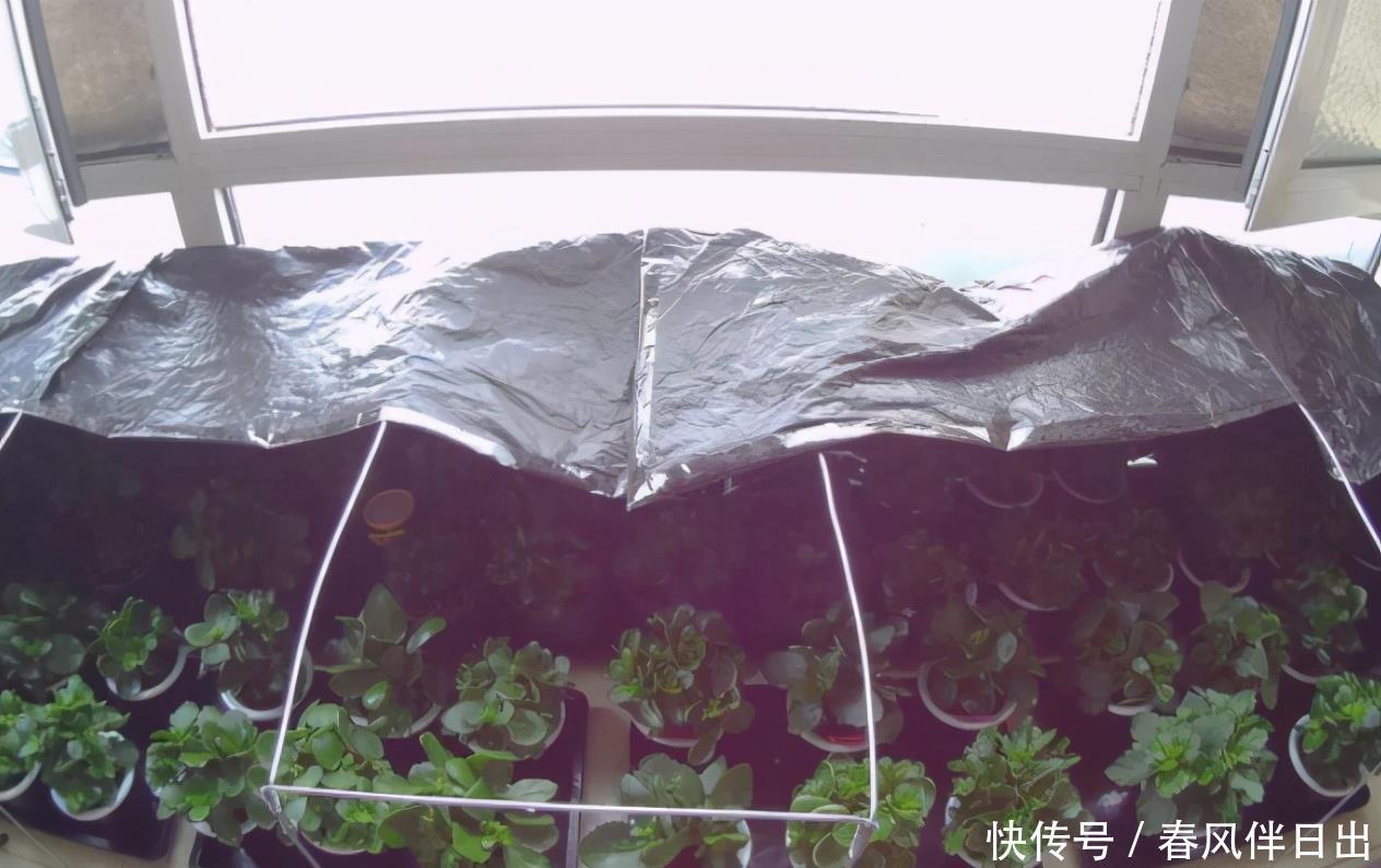 塑料袋作为生活垃圾,养花却堪称“全能”,用法多样