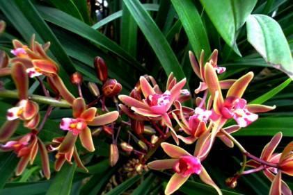 石斛兰|最全的兰花大鉴赏,看看你都见过几种兰花!