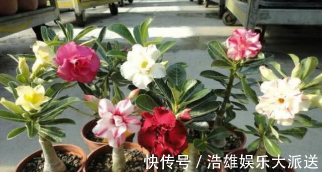 “4种花”适合懒人养,沾土就活,养都养不死,高雅漂亮、花期长