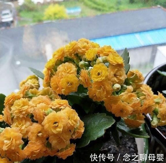 长寿花剪一刀,理个小平头,株型矮壮开花多