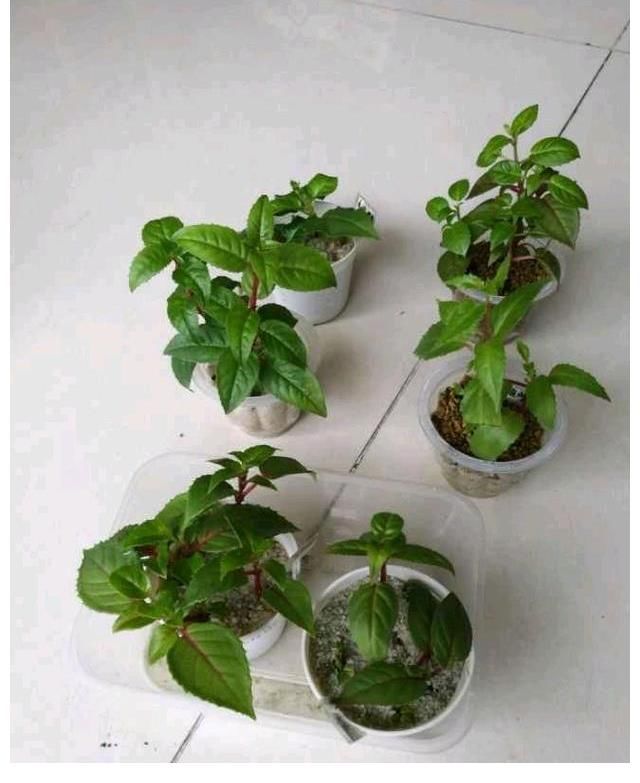 好处|三伏天里这3种花要备份，来年好处多多