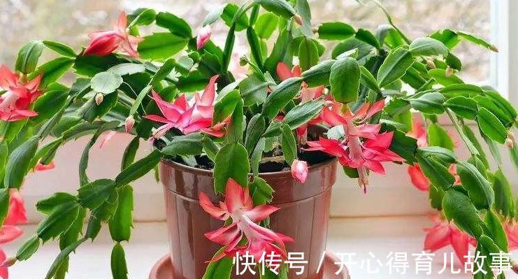 蟹爪兰长势旺,开花爆盆,只需掌握3个技巧,此些你了解嘛