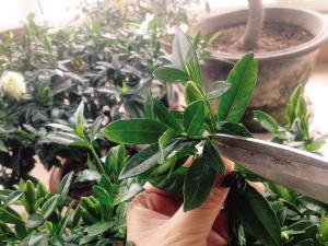 花朵|栀子花修剪,看准”角度“,准确下手,戳中花穴,花朵开不停