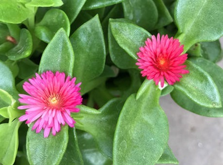 露珠草|农村田野里的四种野菜，美容养颜降低血压，爱养生的不妨了解下