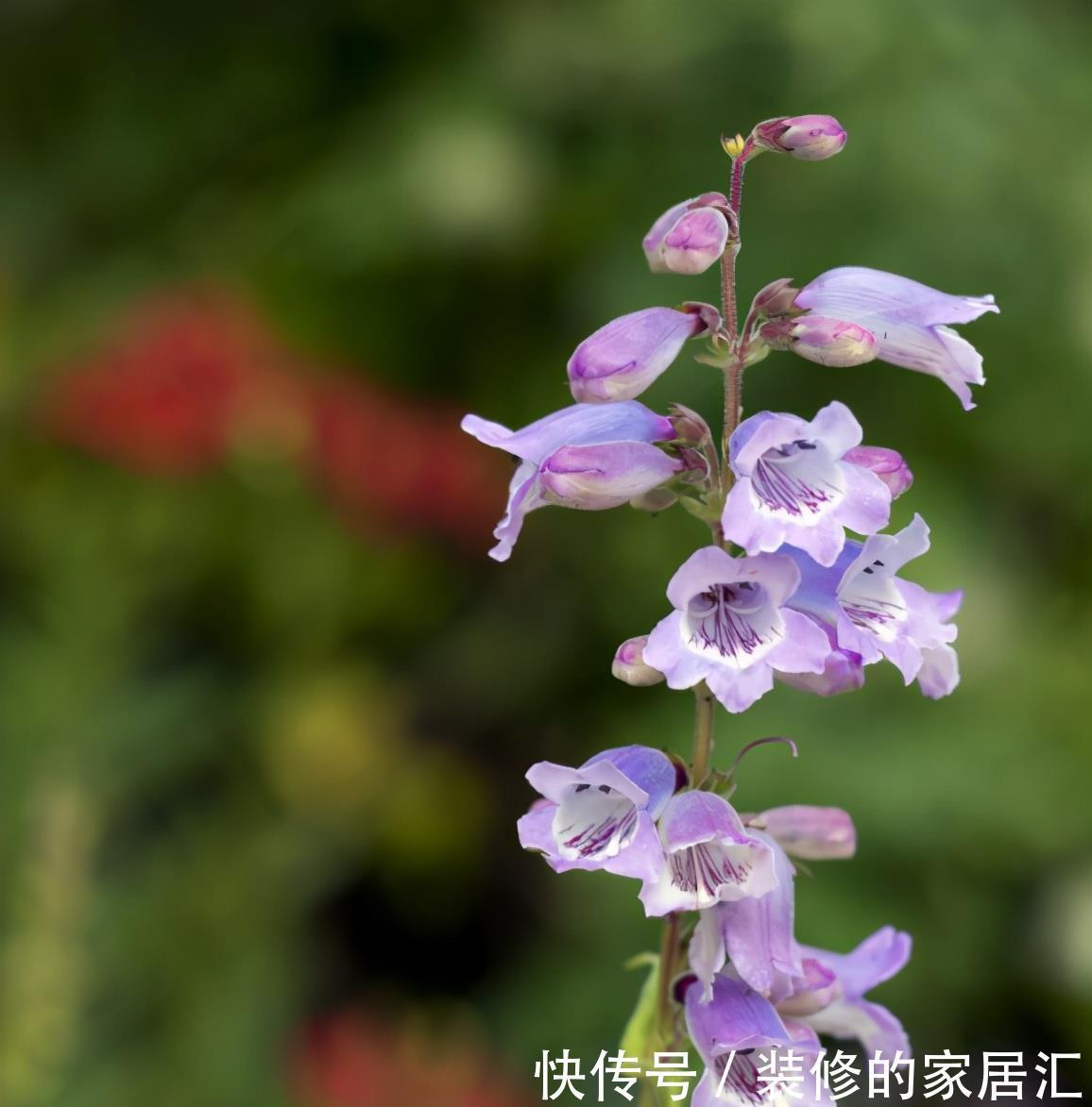 要养|这6种喜阳的花,可以说是给点阳光就灿烂系列,一定要养两盆哦