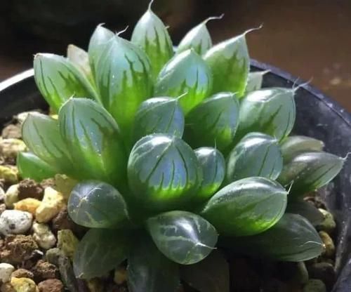 布纹|10种长相很怪异的盆栽植物，都很适合养在花盆里