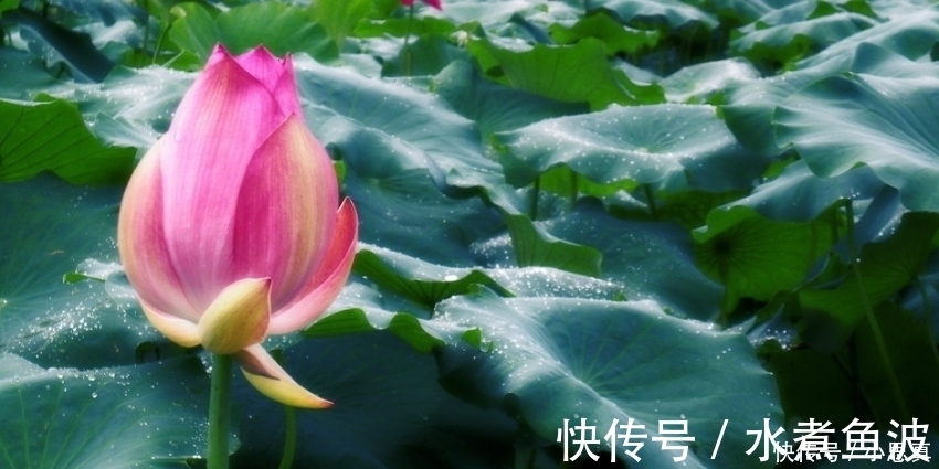 表面|最“闷骚”的四大生肖,表面上对你满不在乎,却日夜思念你