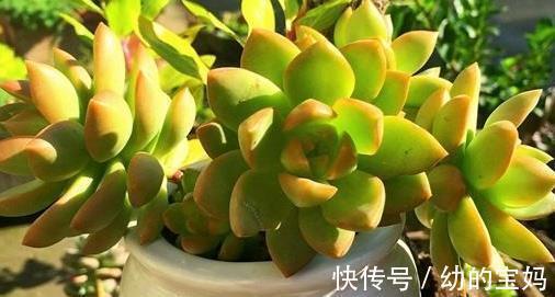 多肉|5款多肉,有着较高的性价比,家里养上几盆,美成一首诗!