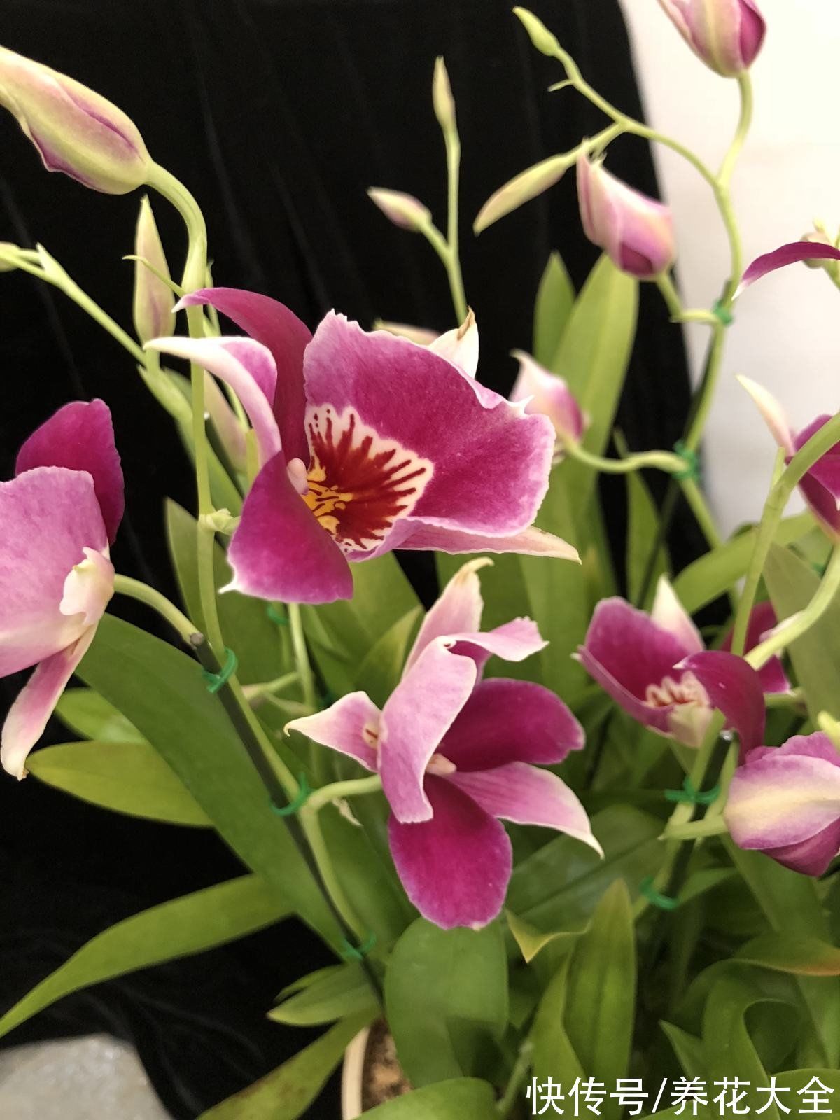 兰花|养花还有鄙视链?养普货兰花被嘲笑,爷爷气得不打一处来