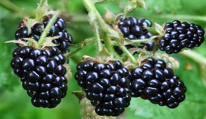 花青素|女人不想衰老过快,每天当零食吃上几个,预防妇科炎症,保养子宫
