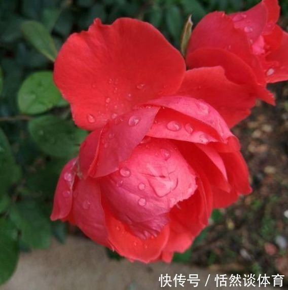 早上和晚上“浇花”大有区别,很多人都浇错了,难怪花草长不好