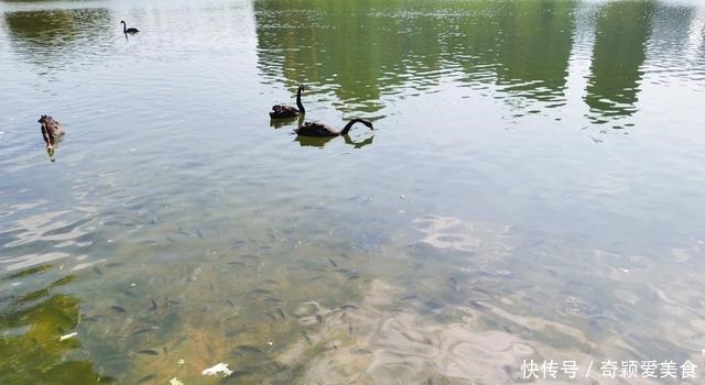 厦门|厦门一河道被“入侵”,密密麻麻全是鱼!连钓鱼人都发愁