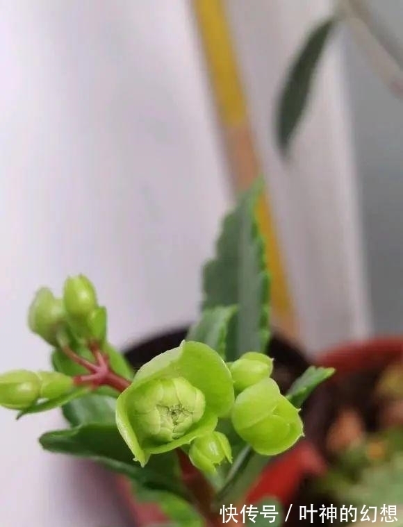 长寿花|养几棵不死鸟,长大后留着嫁接,嫁接长寿花,开花数量翻倍